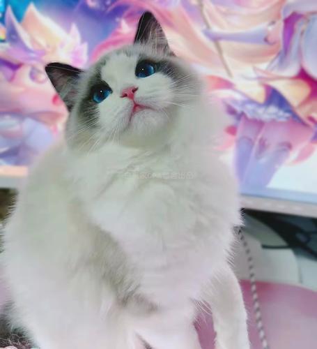 白夜家 布偶猫仙女猫深蓝眼海豹双色甜美大眼灵动幼猫全国送到家