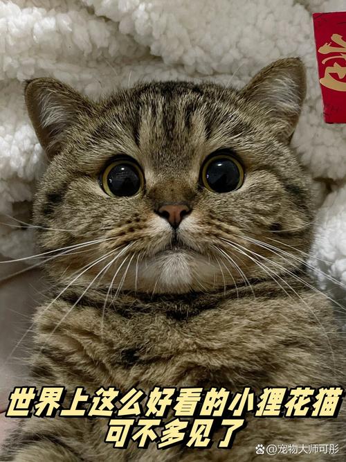 世界上这么好看的小狸花猫可不多见了