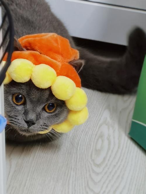 灵动猫舍怎么样