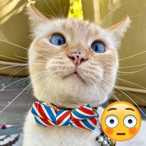 严重怀疑这组表情包的灵感来源于这灵动的猫,太绘声绘色了!!