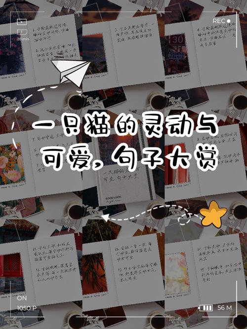 一只猫的灵动与可爱,句子大赏