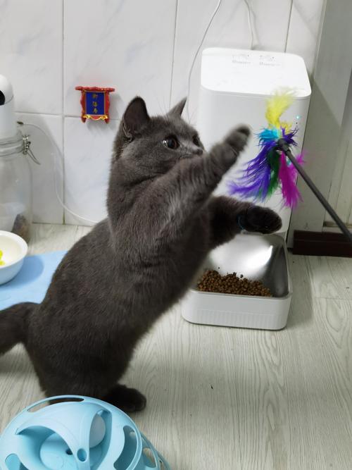 灵动猫舍怎么样